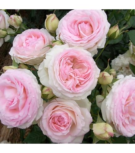 Amazon.co.jp: 《国産Aグレード品 バラ切り接ぎ用台木》 ノイバラ (5本